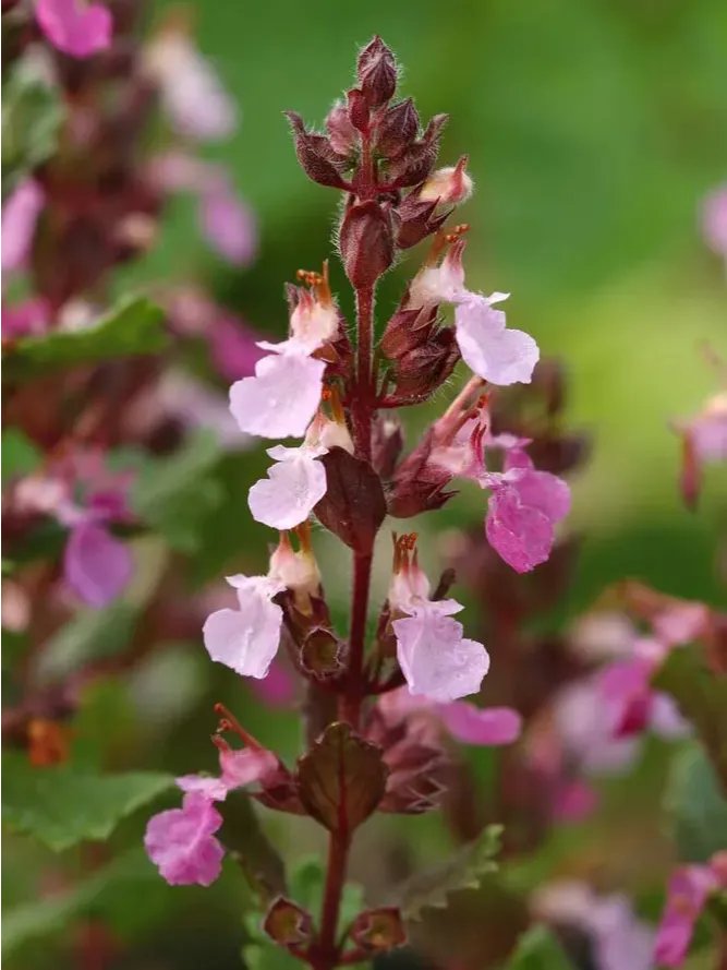Mountain Germander Tea 200g product image (2)