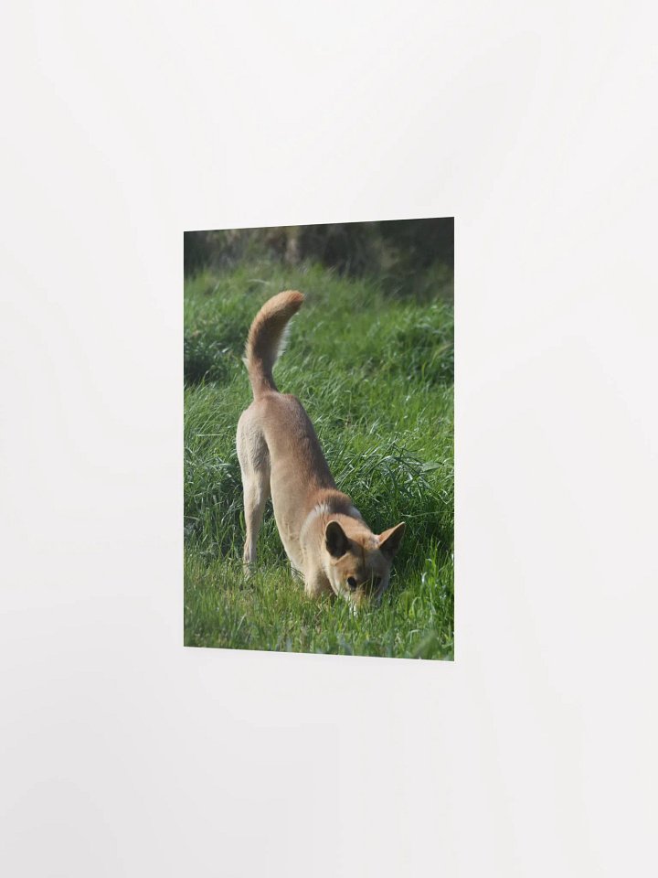 Dingo - 1 product image (2)