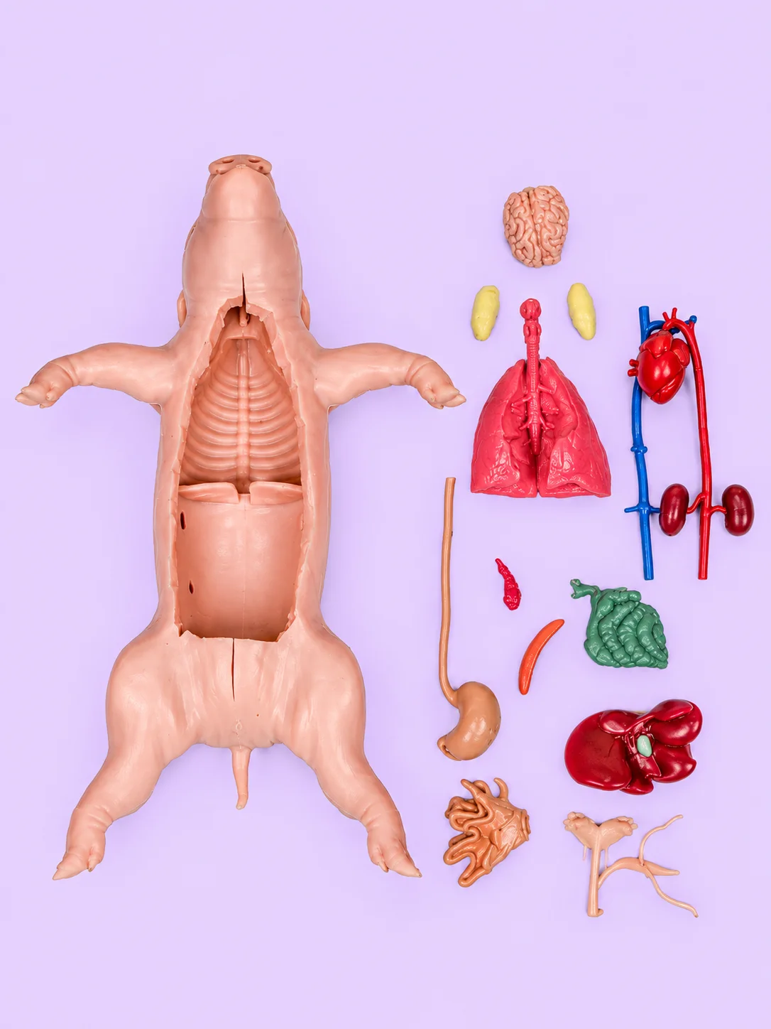 Anatomically Acurate Dissection Models (Piglet and Frog) product image (7)