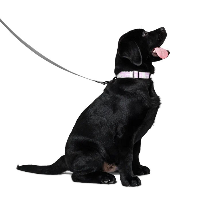 RoccoRox Dog Collar Size Medium product image (2)