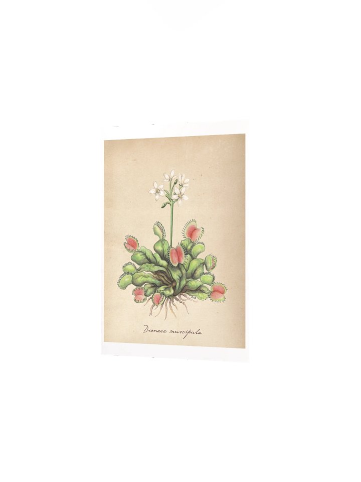 Venus Flytrap - Art Print product image (2)