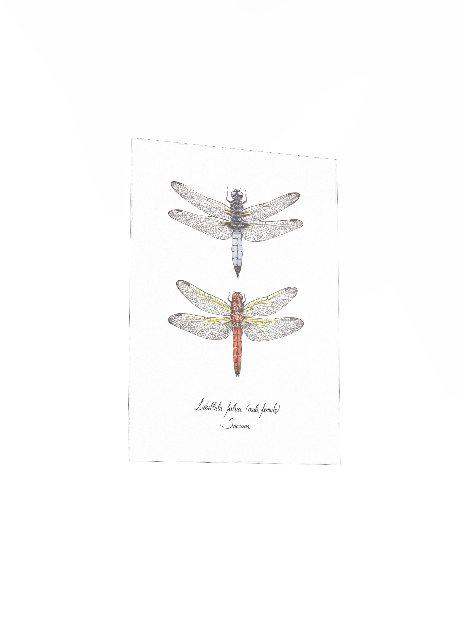 Libellula Fulva • Print product image (5)