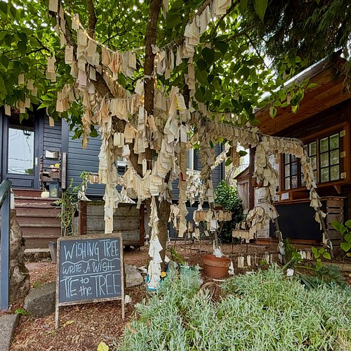 The Wishing Tree and a Good Sign