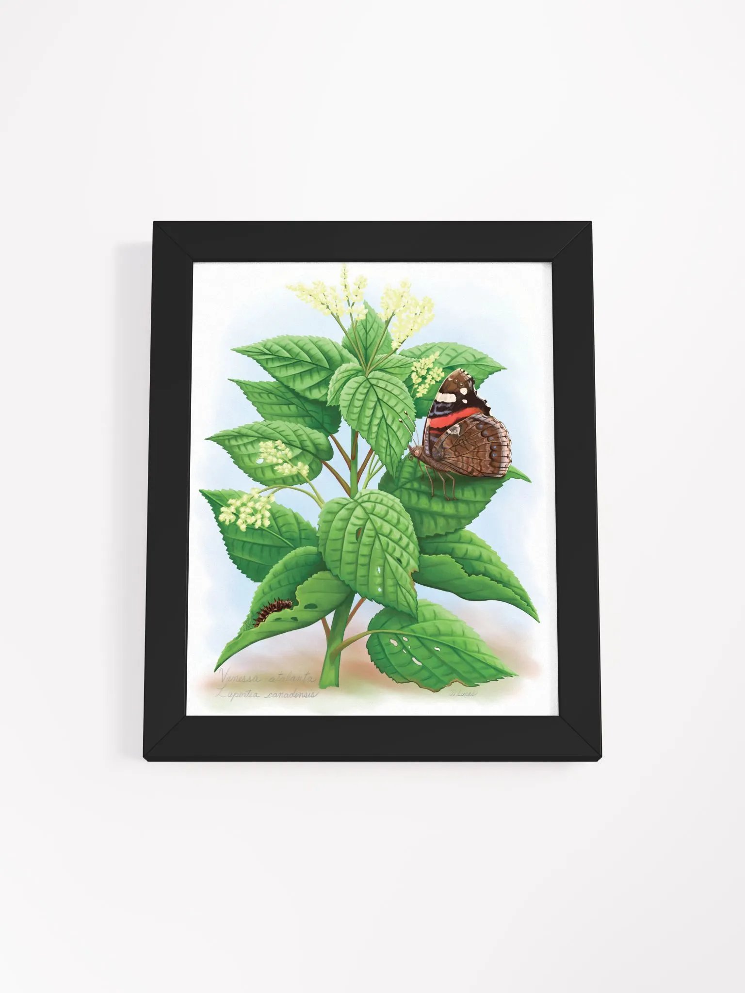Red Admiral Butterfly & Caterpillar product image (8)