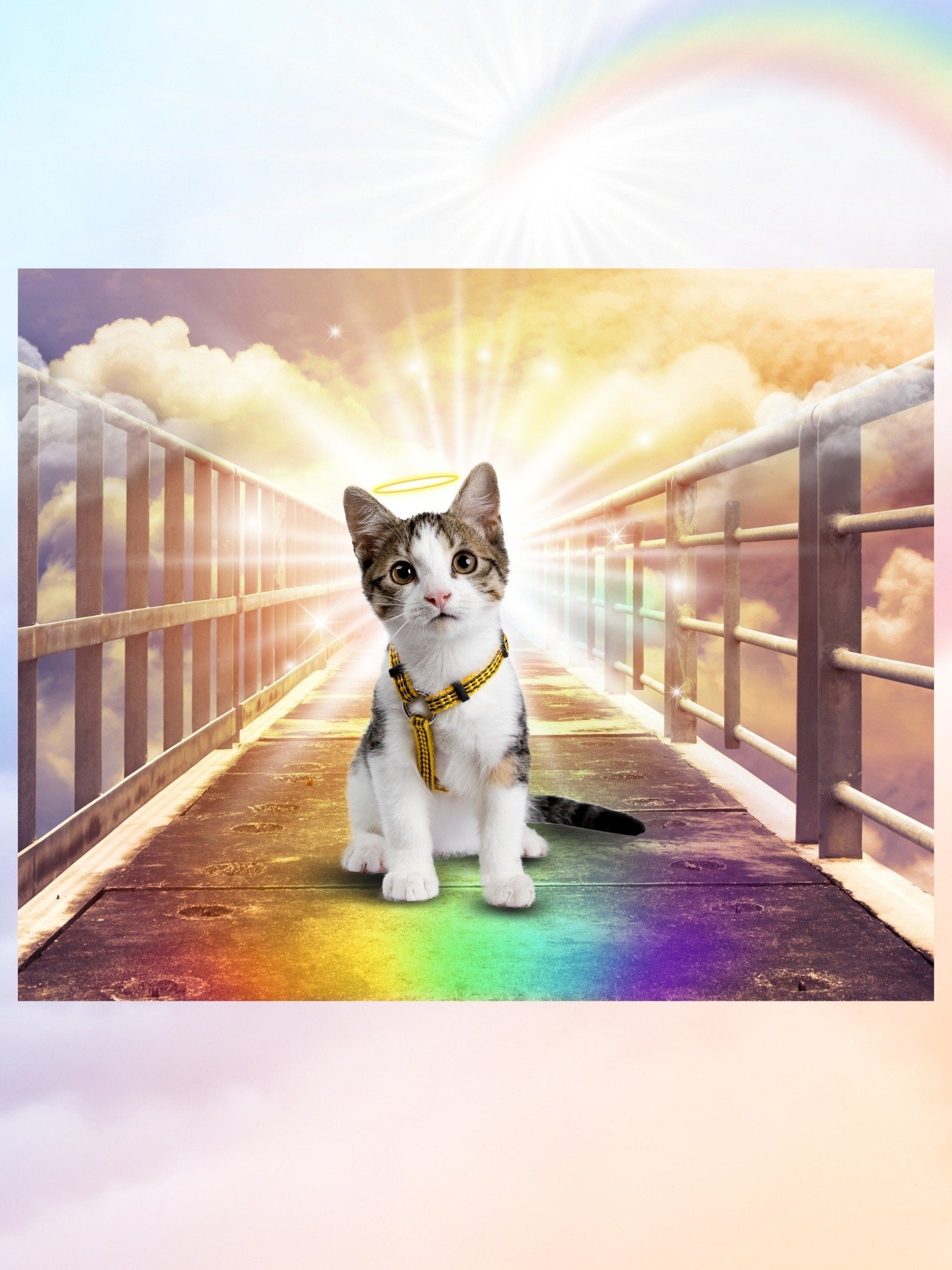 Professionals Rainbow Bridge Bundle (5 Portraits) product image (4)
