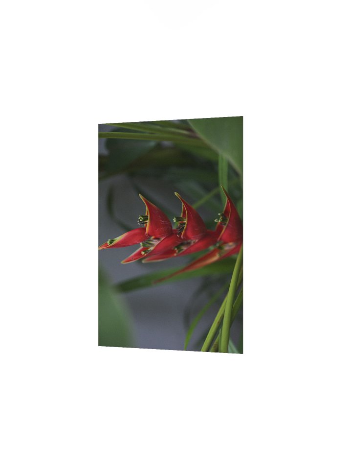 Red Palulu product image (9)