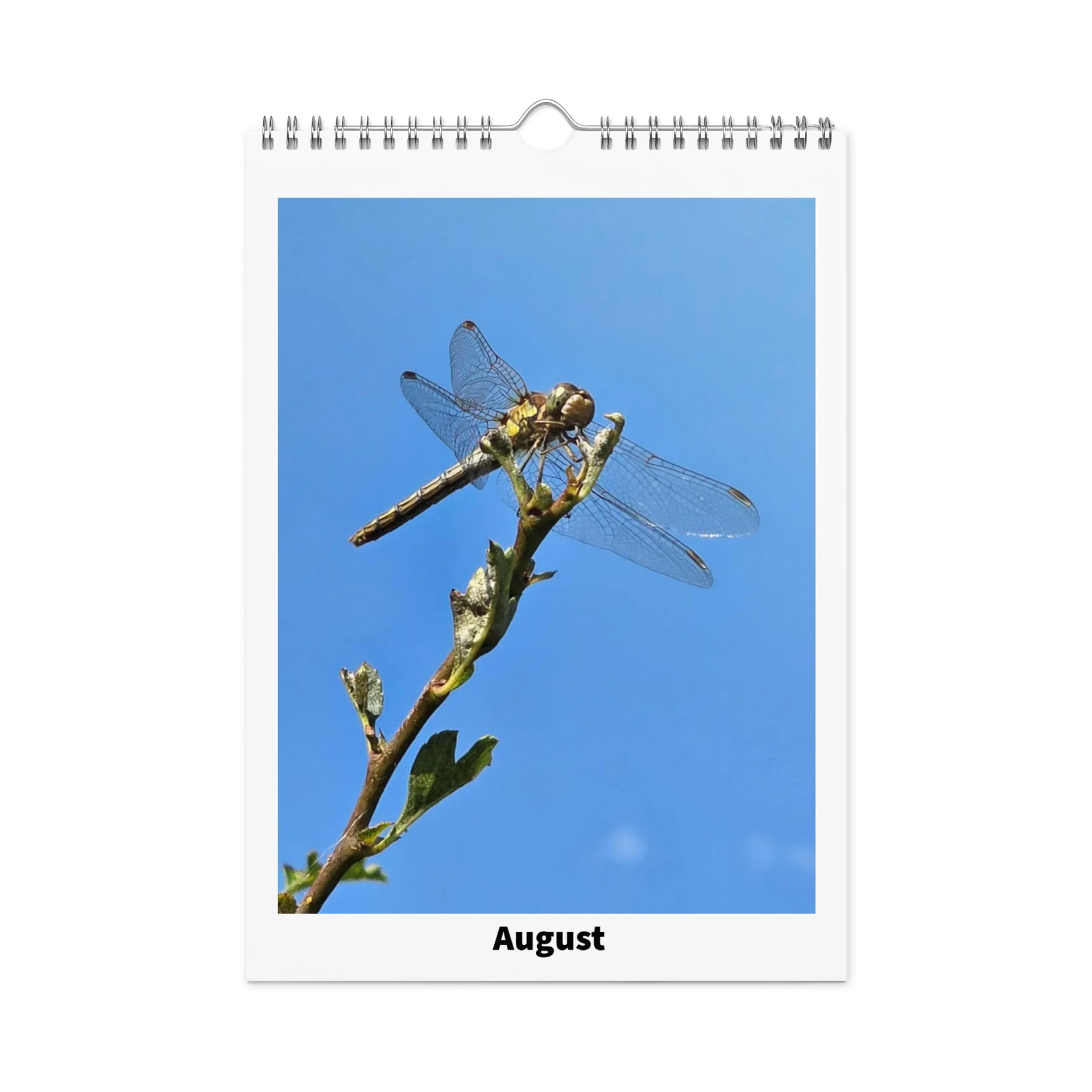 Ian's Insect Calendar product image (2)