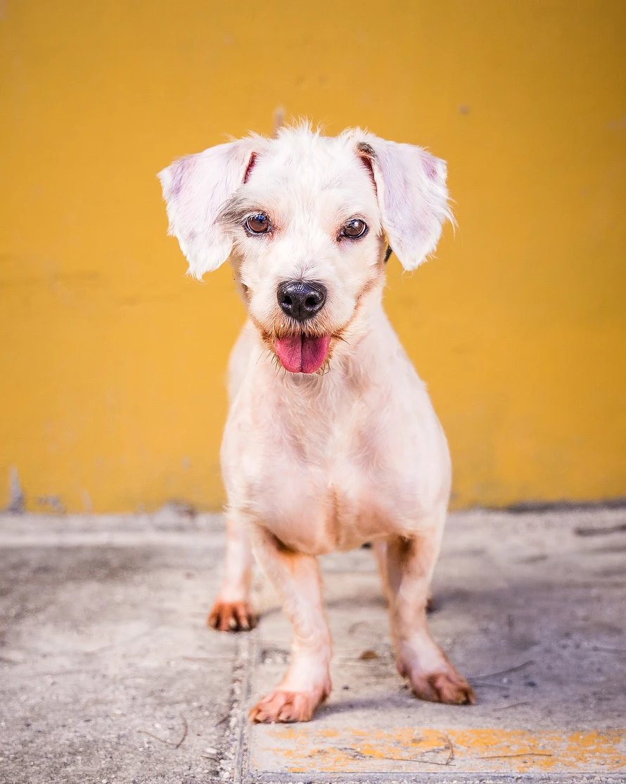 Short legged white dog