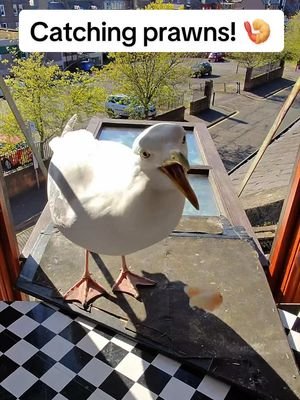 Good ol’ game of catch the prawn with steven! ❤️ #fyp #foryou #seagull #birds #feedingsteven