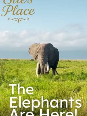 Elephants are here  #Elephant Graphic Tshirts