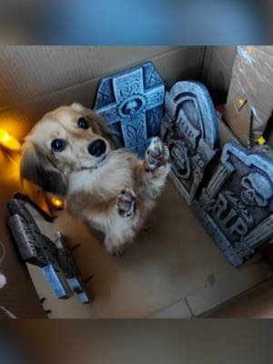 can my dogs beat the Haunted House? 👻 #dachshund #dog #dogsoftiktok #cutedog #fyp