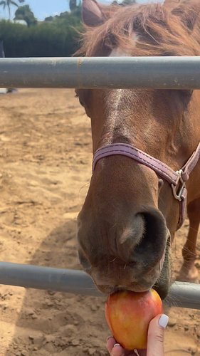 When someone needs a sneaky medication 💊 … #horse #apple #snack #itsgood #equestrian