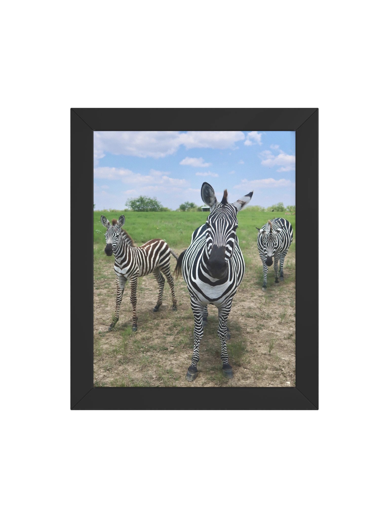 Zebras product image (74)