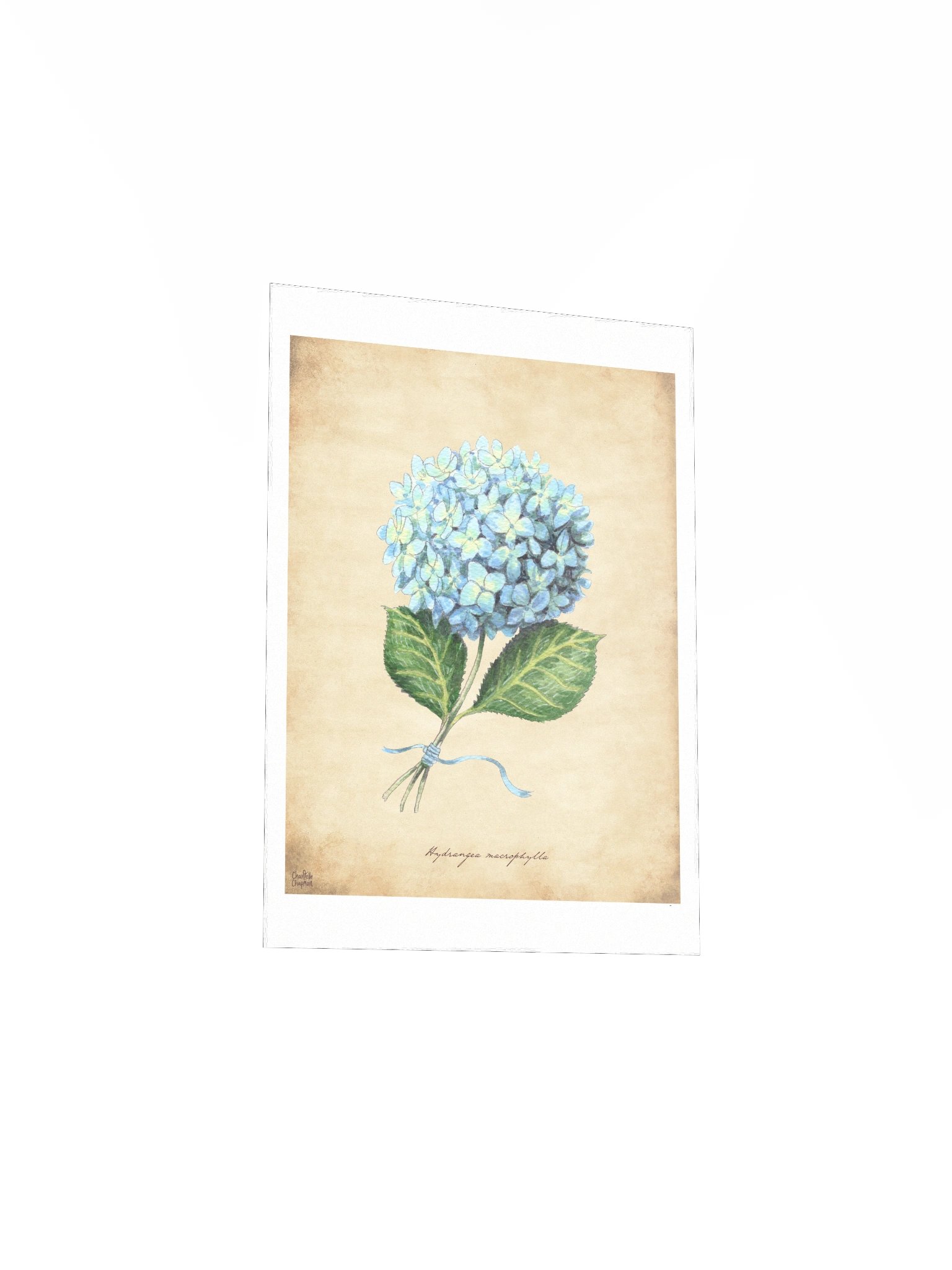 Hydrangea - Art Print product image (5)