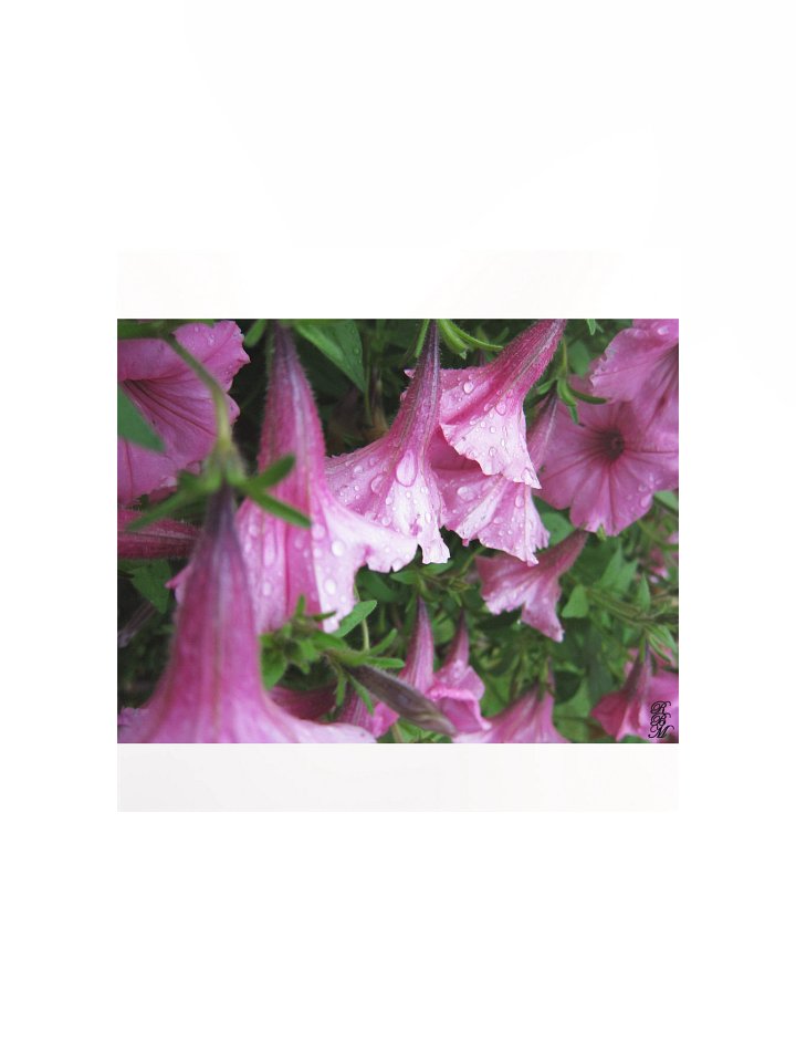 Dew Drops on Pink Flowers product image (2)