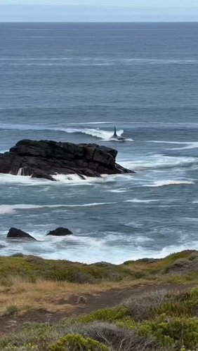 The seal was racing for the only rock in reach, with an orca closing in behind. 🦭🐋 It hauled itself onto the slippery ledge j...