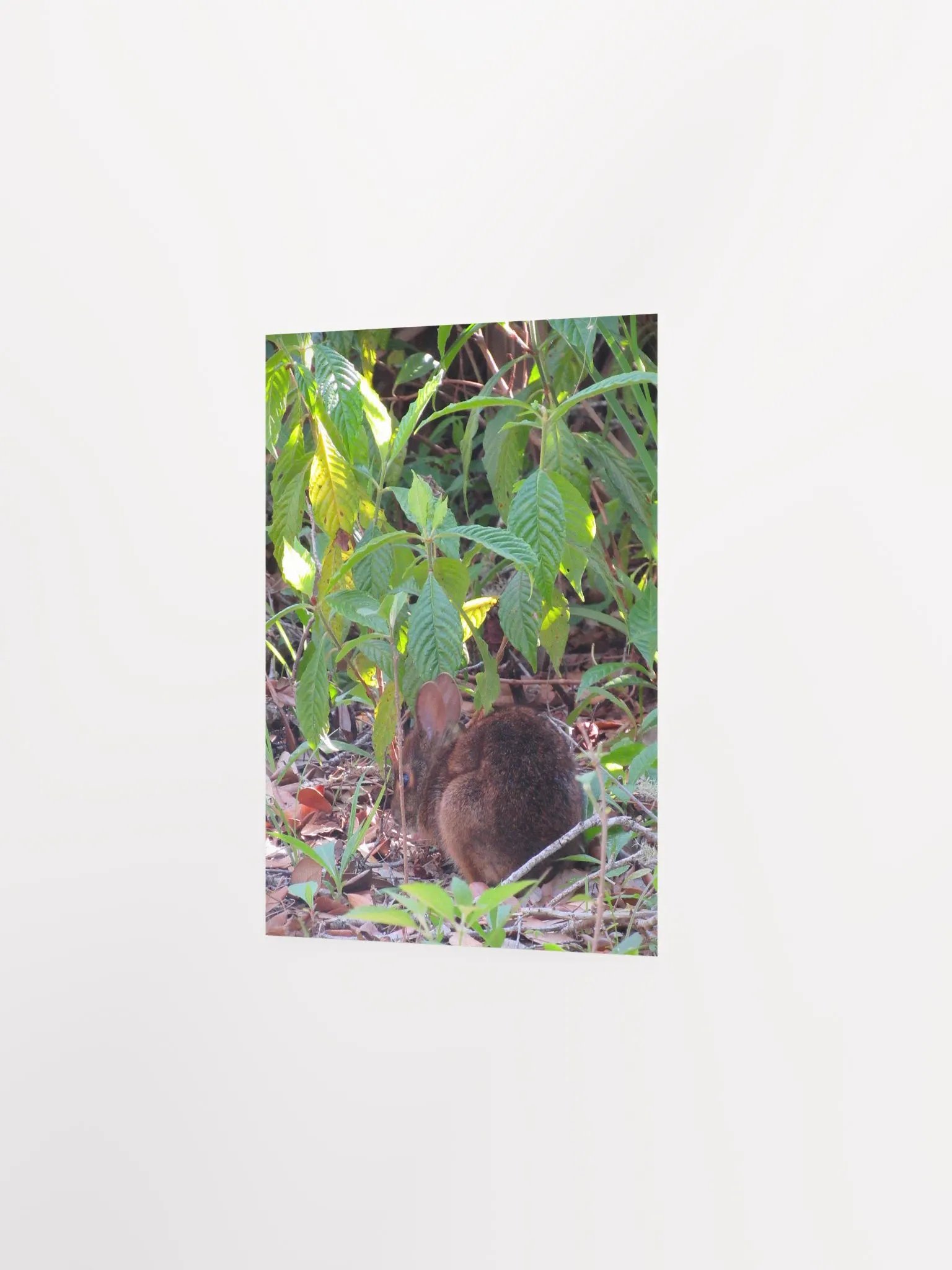 Marsh Rabbit product image (25)