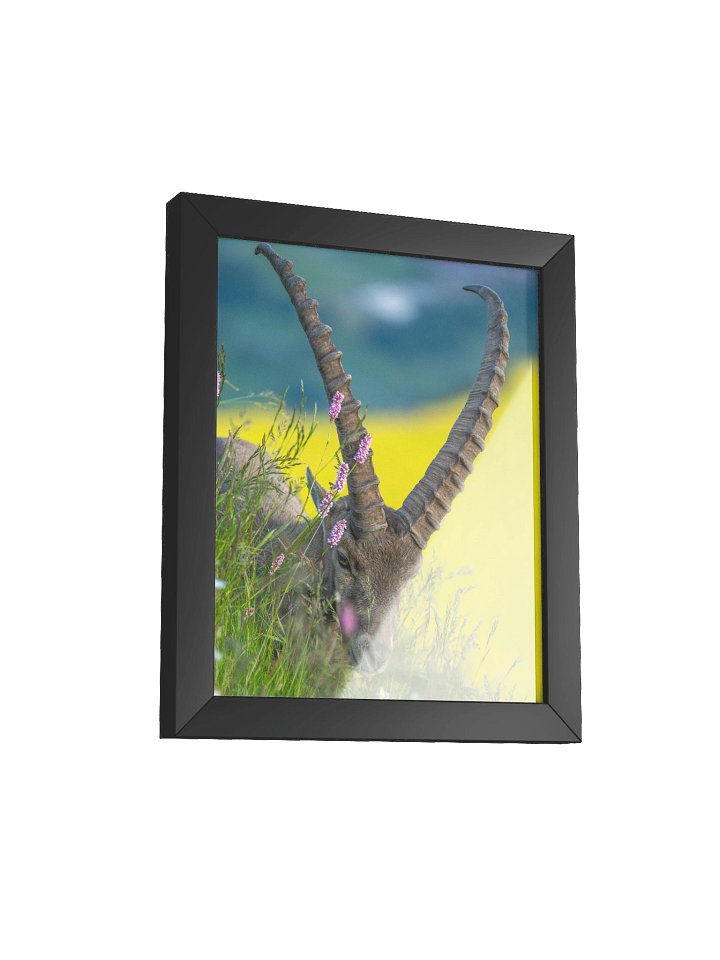 Steinbock auf dem Brienzer Rothorn product image (7)