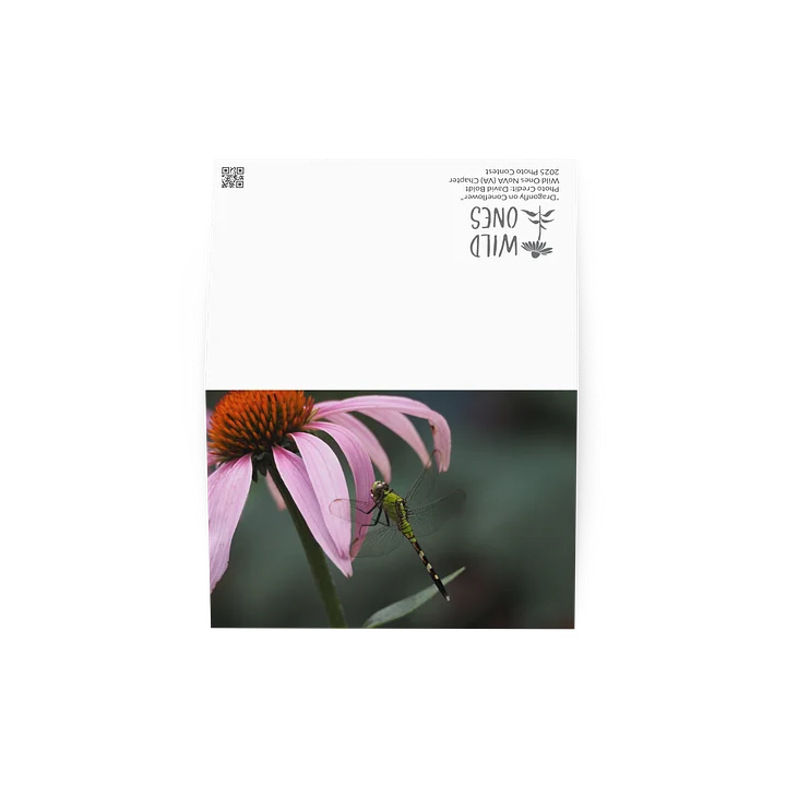 "Dragonfly on Coneflower" (Blank Card) product image (2)