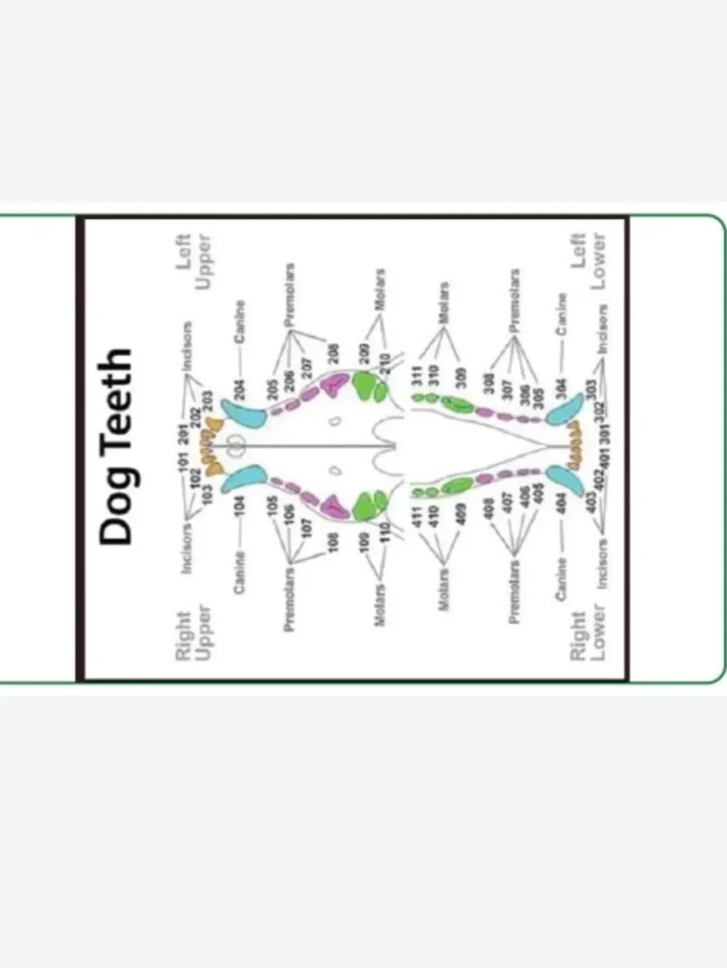 Vet/Vet Tech/Vet Nurse Badge Cheat Sheets product image (7)