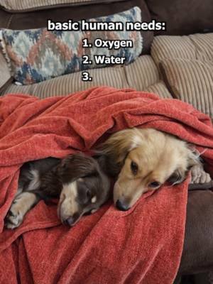 everybody needs a Dachshund in their life 🥰 #dachshund #dog #dogsoftiktok #cutedog #fyp