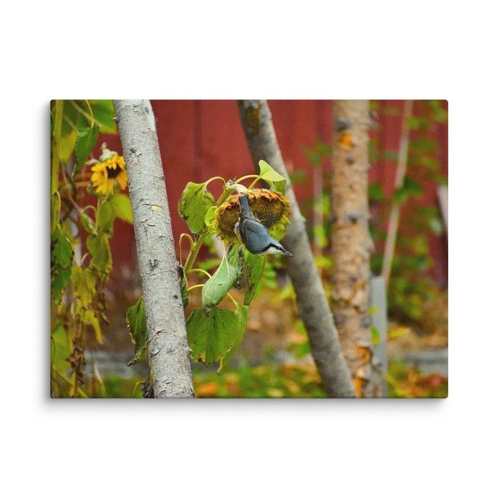 Canvas: A Nuthatcher´s Sunflower love product image (14)
