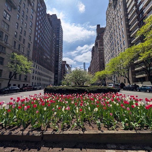 Tulips and wisteria #spring #nyc #teampixel