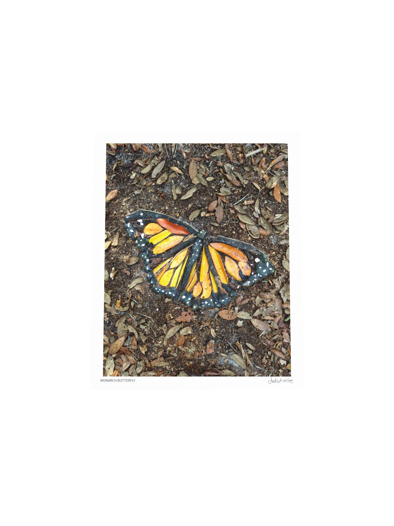 MONARCH BUTTERFLY | Nature Art Print product image (5)