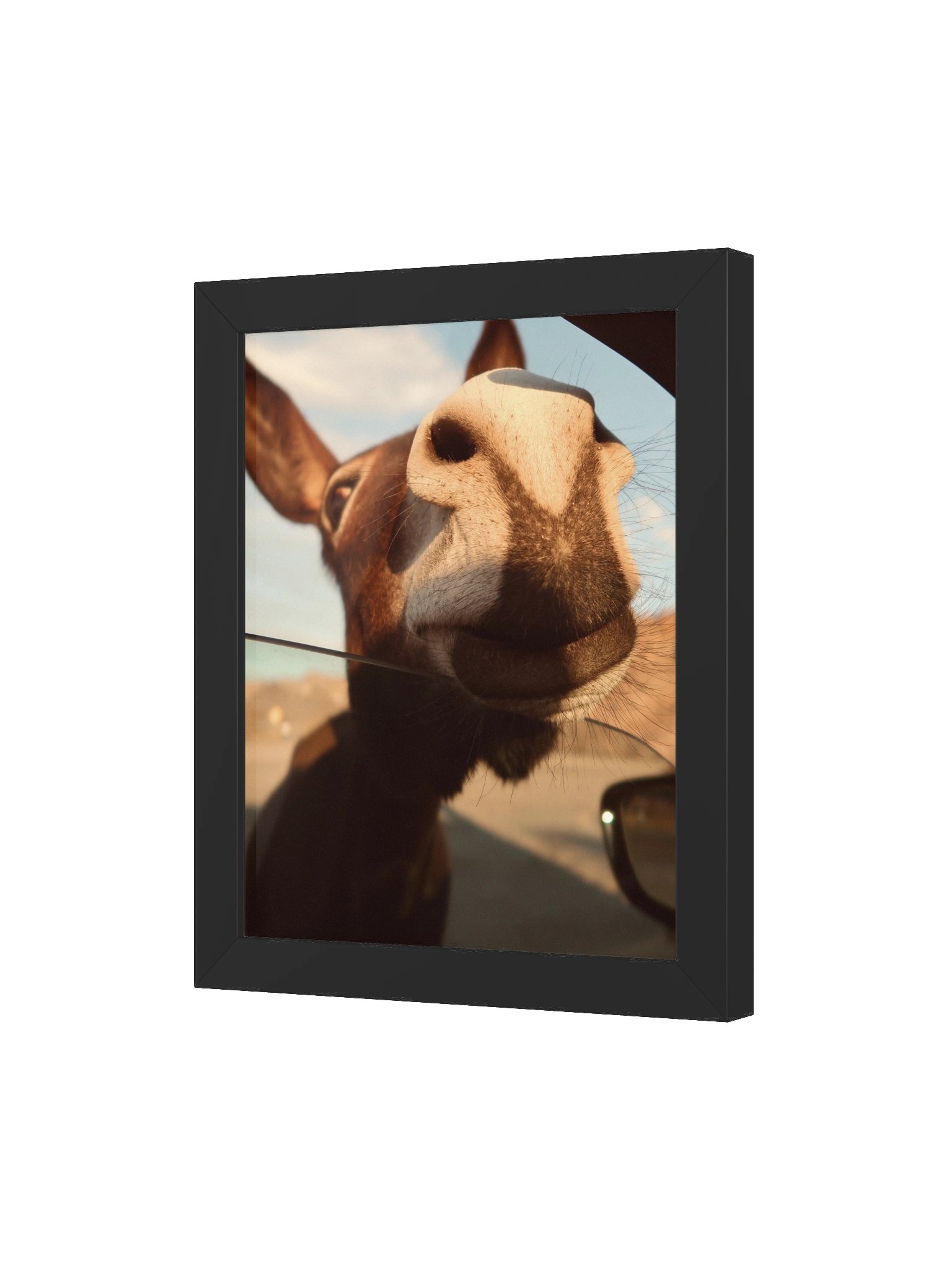 Route 66 Oatman Donkey product image (26)