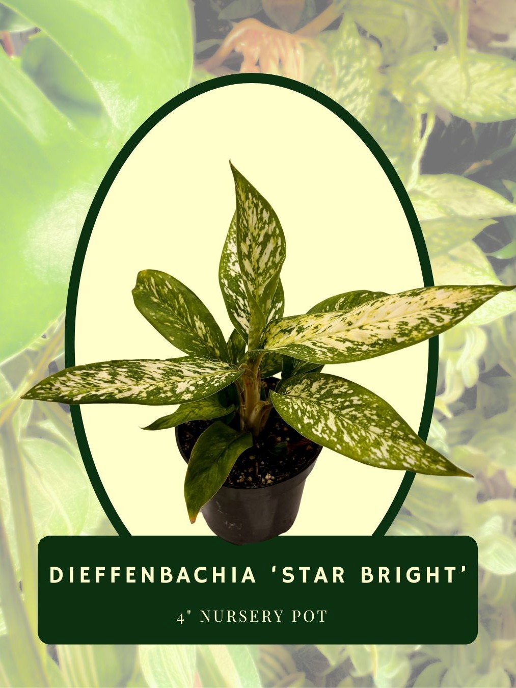 Dieffenbachia 'Star Bright' product image (1)