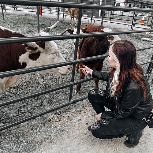 🐄