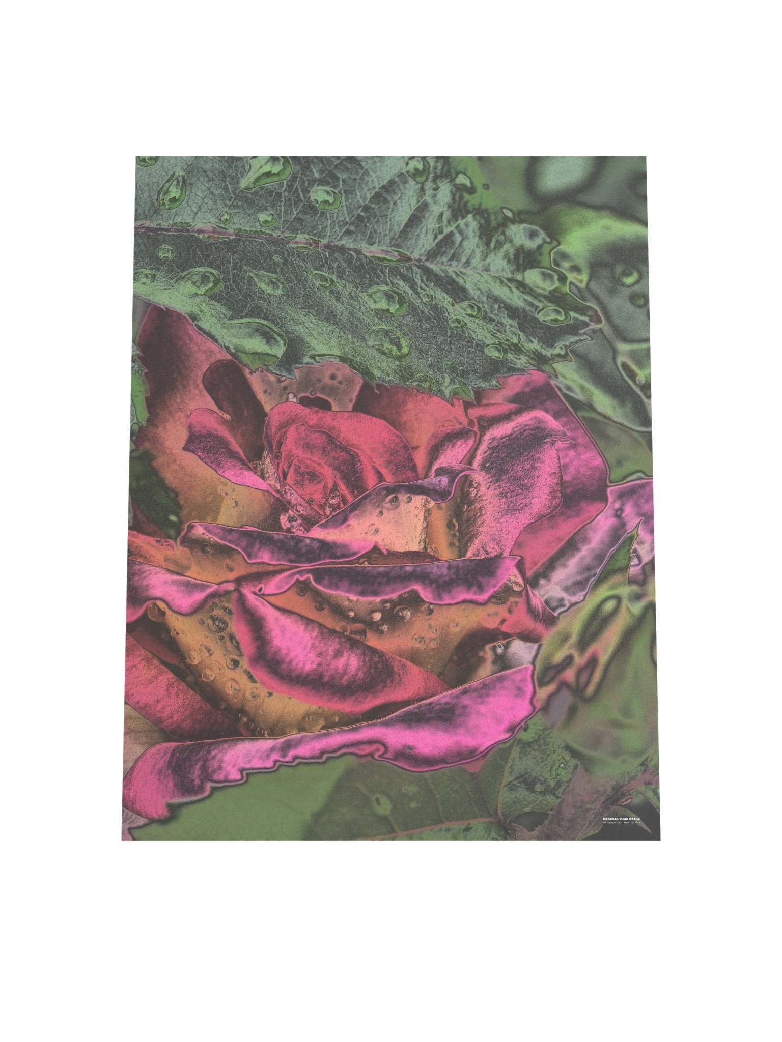 Chromed Rose 64182 Poster product image (7)