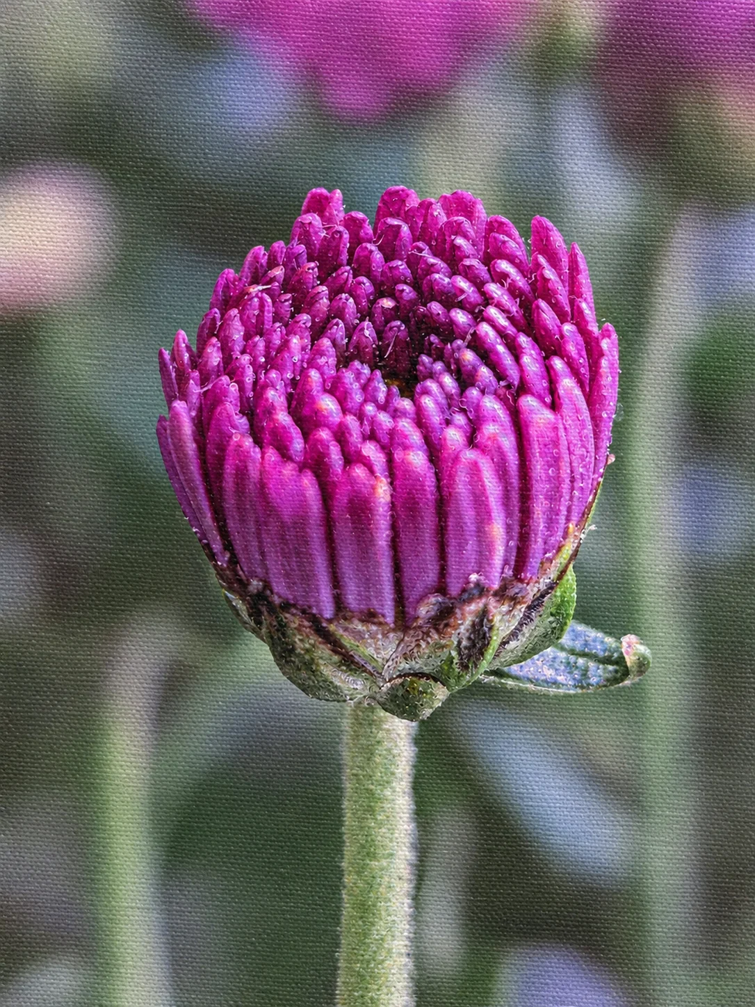 Purple Chrysanthemum Bud Macro Print | Botanical Wall Art | Printable Floral Decor | Digital Download product image (3)