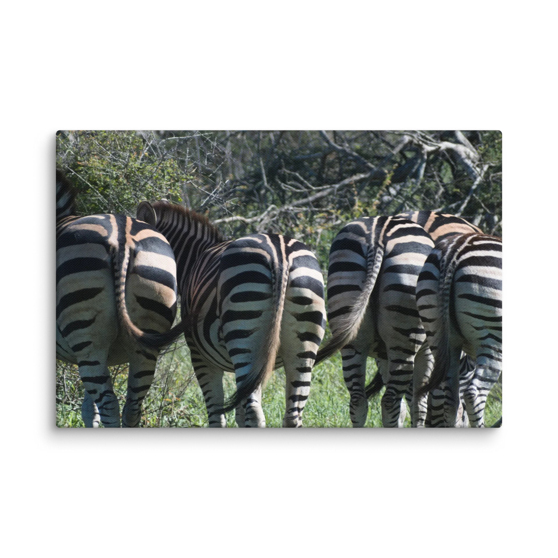 Zebra Butts Canvas Print product image (5)