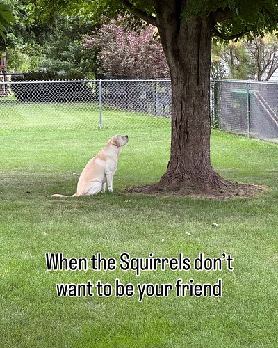 Boomer just wants to be friends with the squirrels he swears! 

#Boomer #lab #yellowlab #yellowlabradorretriever #labsofinsta...