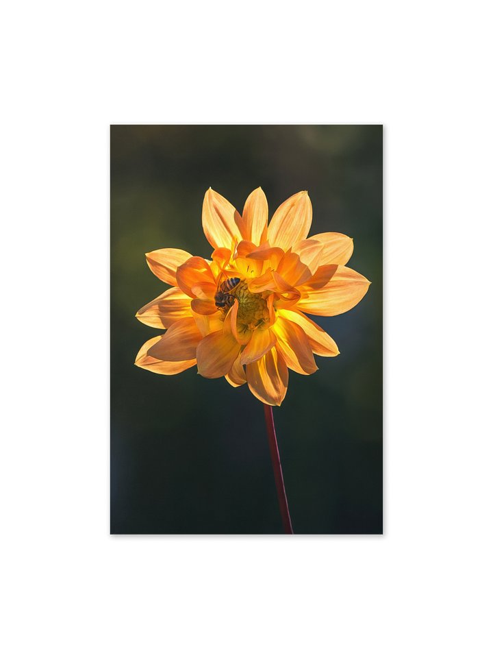 Busy Bee in Dahlia Notecard product image (1)