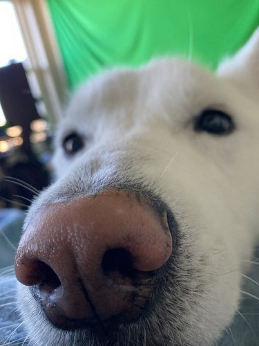 Rest is peace to the most gentle, loving, annoyingly clingy entity I’ve ever met. I loved him with every atom
Like koolaid- i...