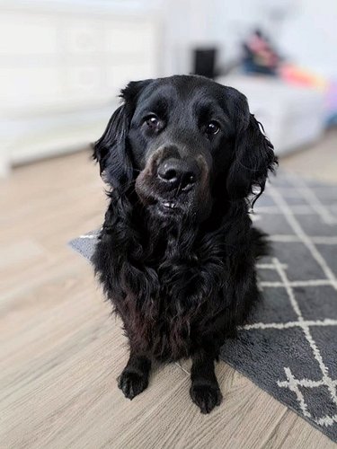 Let's take a moment to appreciate this amazing dog and her goofy grin. 🤣

Gemelli's official job is a @4pawsforability mobili...