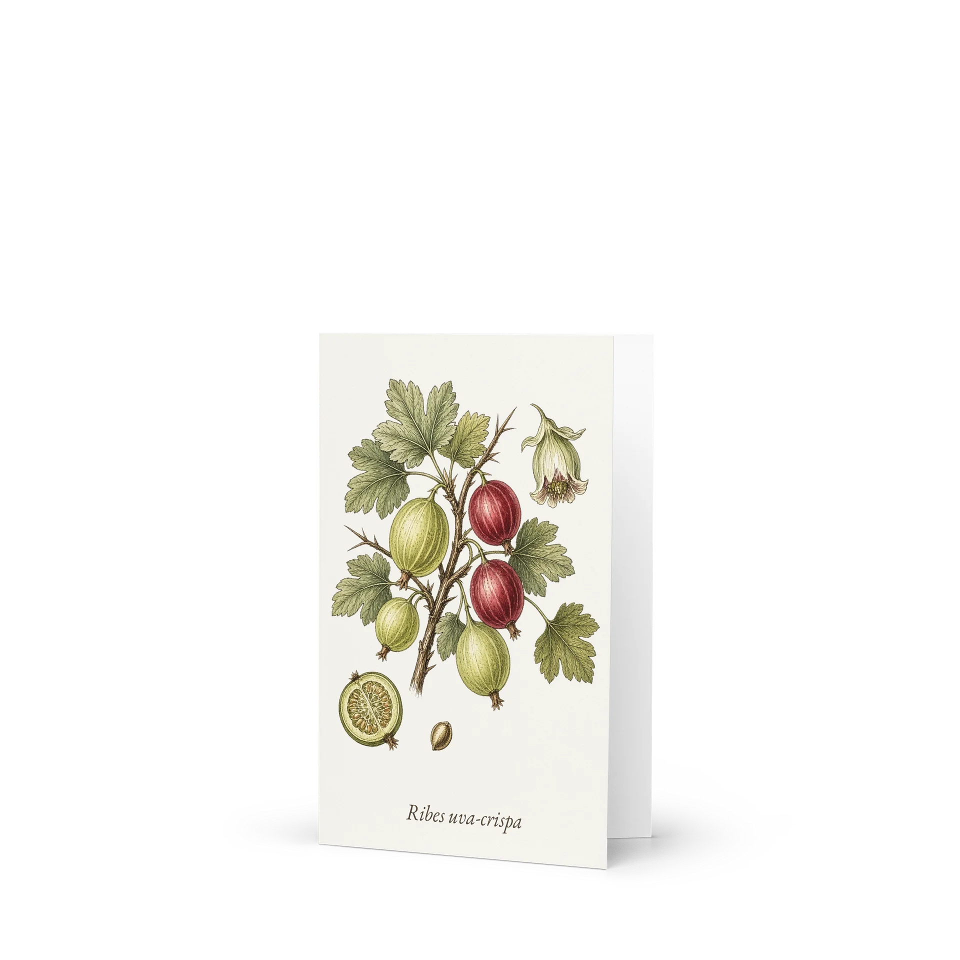 Vintage Botanical Gooseberry Greeting Card product image (1)