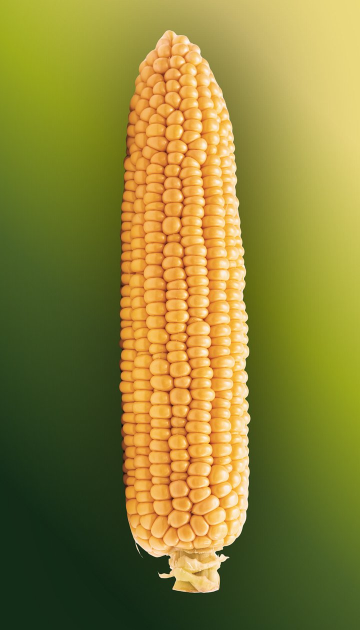 4" x 7" Sticker (Corn) product image (1)