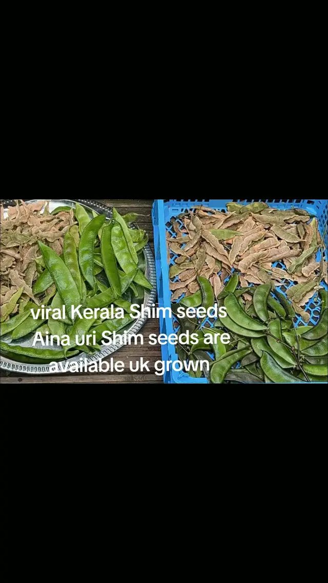 Viral Kerala Shim uri seeds/Aina uri Shim seeds are available uk grown DM me ভাইরাল কেরেলা সিমের বিজ সিলেটি আইনা সিম উরি বিজ সংগ্রহ করার জন্য যোগাযোগ করুন #viralvideos #vegetables #plants #uk #nature 