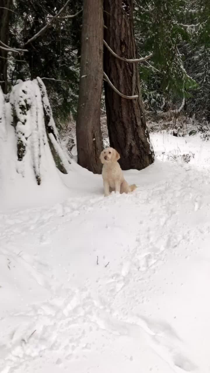 Pupper says nope #puppy
