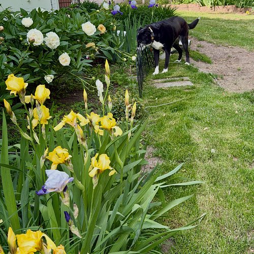 Scroll through to see a happy dog after sniffing the flowers ➡️🐶🌸✨