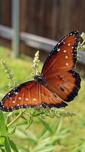 POV: You're filming a Queen Butterfly and a Bumblebee decides to share the same vitex bloom 🦋 🐝

I was only out there for the...