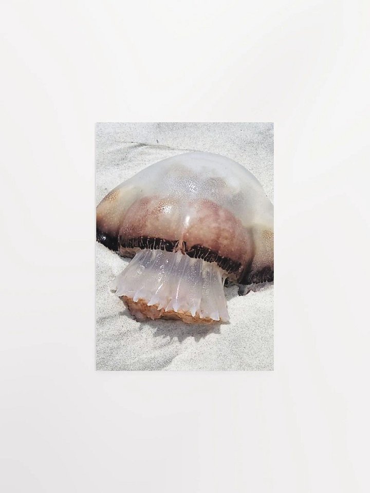 Jellyfish product image (2)