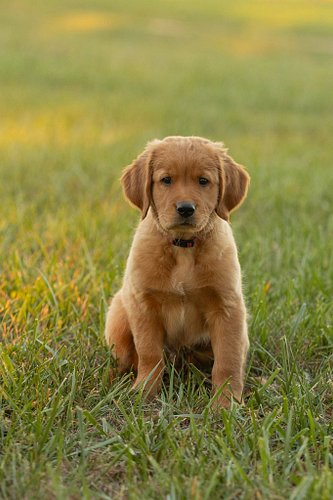 This lil boy from our Stella x Red litter is looking for his forever home!  Located in Ohio and ready to go!