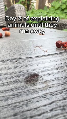 … So yeah! Sow bugs have GILLS. 

They’re essentially land shrimp that have to stay under rocks and logs because they’re the ...