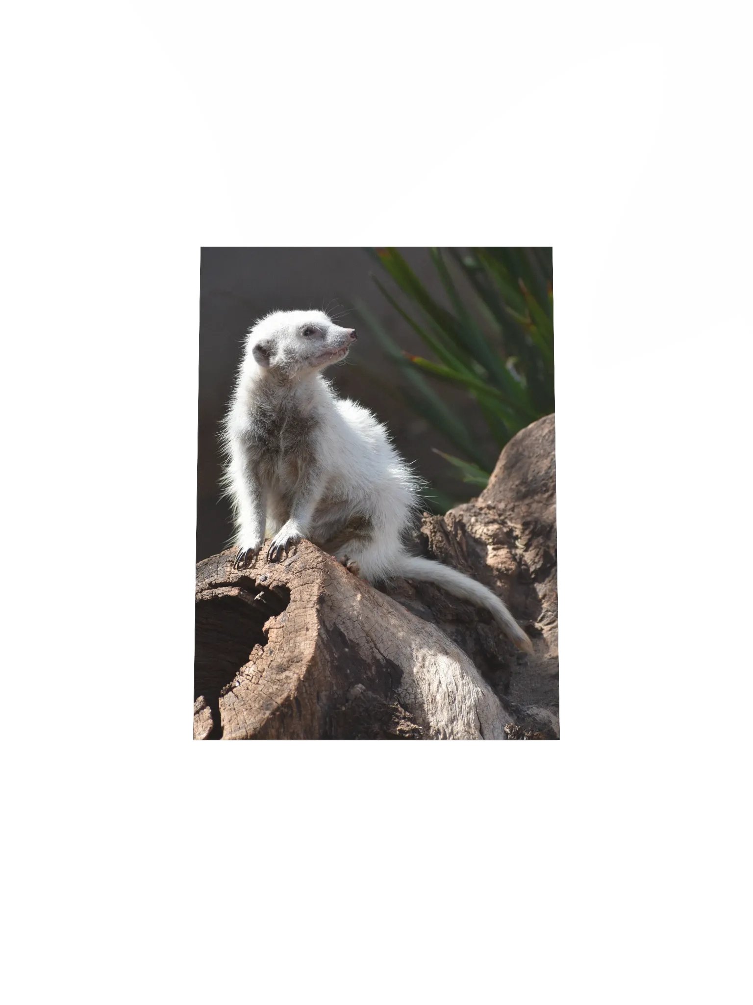 Meerkat product image (4)