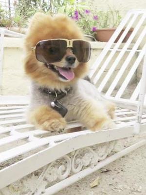 Funny doggy #dogsoftiktok #funnydog #cutedog #cuteanimals #funnydogvideos #IAutocompleta #expandetufoto  #IAutocompleta #expandetufoto 