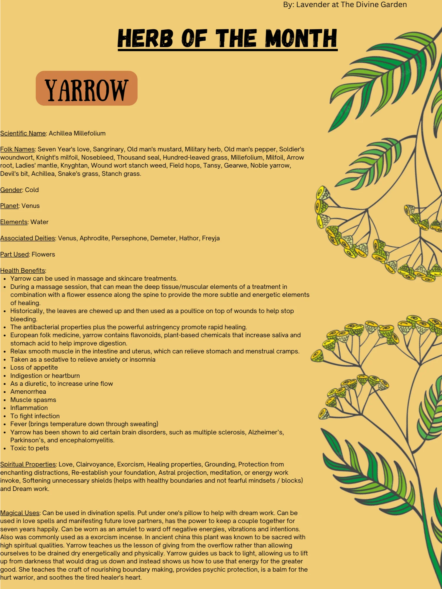 Yarrow product image (1)